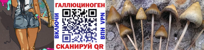 Псилоцибиновые грибы мицелий  Чернушка 